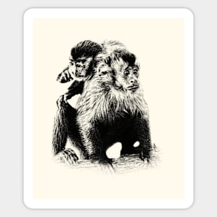 Tufted capuchin Sticker